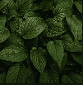 horny goat weed